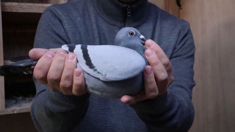 Poštovní holubici vydražili za rekordních 42 milionů